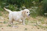 GOLDEN RETRIEVER 331